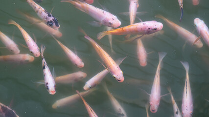 Fish spa feet pedicure skin care treatment 
