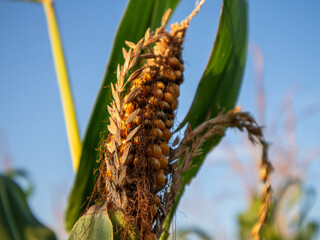 Corn Ear Developing Under Clear Blue Sky
