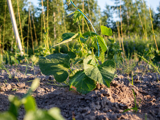 Young Plant Growing in Sunlight at a Farm
