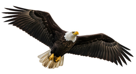 Eagle gliding with intense gaze, isolated on white, high-res animal realism.