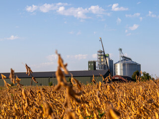 Golden Soybean Field Near Grain Silos in Daylight © bltvmax