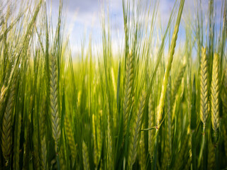 Green Fields of Wheat Under a Clear Sky