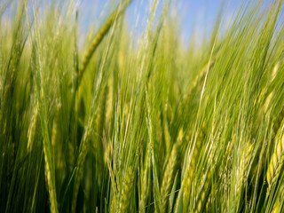 Green Wheat Fields Sway Under a Clear Blue Sky