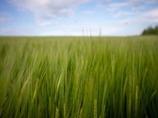 Lush Green Barley Field Under a Blue Sky