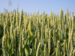 Field of Golden Wheat Under a Clear Blue Sky