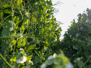 Green Plants in Sunny Garden