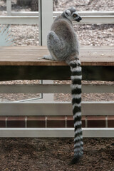 lemur katta, catta, wari. Siedzi na drewnianej ławce, zwisa długi, puszysty ogon w czarno-białe pasy