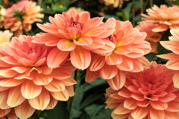 kwiaty kwitnących dalii dekoracyjnej. Kwiaty mają pełne, kuliste główki © PIOTR D