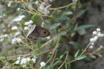 A gray butterfly with black and gold circle motifs on its wings lands on a flower looking for pollen nectar, this helps pollination with the image background blurred

