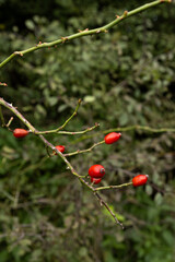 Medicine plant and herbal therapy. Wild rose hip bush, natural herbal remedy, rich in vitamin C, healthy lifestyle, organic superfood, seasonal wellness, immunity boost, herbal medicine concept.