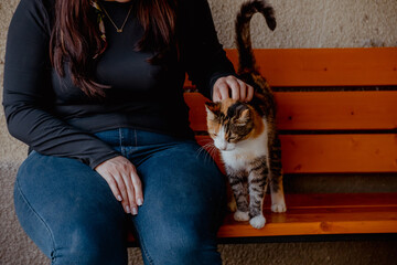 Young woman sits on a bench, gently petting a calico cat. The cat is exploring the woman's lap, showing curiosity and playfulness.
