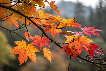 Maple Autumn Leaves Branch &ndash; Vibrant Fall Foliage for Seasonal Design and Decoration.