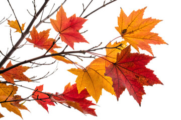 Fototapeta premium Maple Autumn Leaves Branch – Vibrant Fall Foliage for Seasonal Design and Decoration.