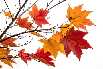 Fototapeta premium Maple Autumn Leaves Branch – Vibrant Fall Foliage for Seasonal Design and Decoration.