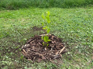 Young White Mulberry Tree Planted in Wooden Frame