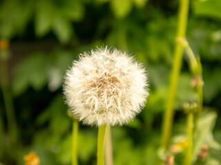 Dandelion in Full Bloom Against Green Backdrop