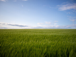 Vast Green Fields Under a Clear Blue Sky