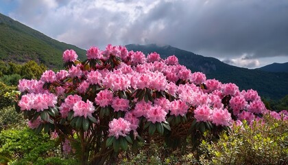 Fototapeta premium Large Clusters Of Pink Rhododendron Shrub