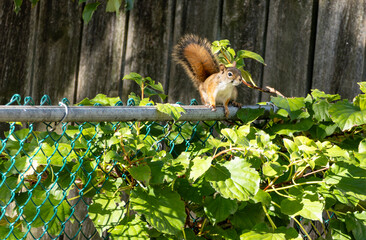 Red Squirrel Sitting on a Chain Link Fence Staring at the Camera in a Backyard
