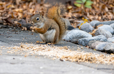 Close-up of a Red Squirrel Eating Sunflower Seeds for Birds Off a Backyard Patio