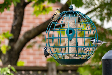 Gold Finches, a Red-breasted Nuthatch and a Black-capped Chickadee are All Feeding on Shelled Blackoil Sunflower Seeds in a Backyard Globe Feeder