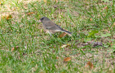 Close-up of a Dark-Eyed Junco Foraging on the Grass in a Backyard
