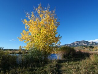 Golden Cottonwood (Populus deltoides) by the Pond, South Boulder Creek Trail, Boulder, Colorado