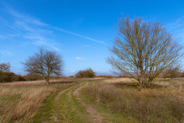 landscape. Lonely tree in a dry autumn meadow landscape