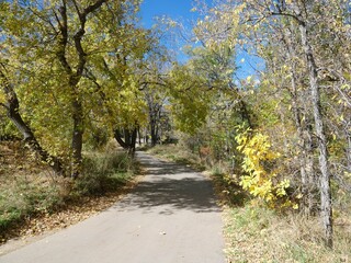 Boulder Creek Trail Lined with Yellow Autumn Trees under Clear Blue Sky, Boulder, Colorado