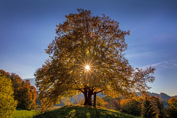 Allgäu - Herbst - Sonnenuntergang - Baum - Gegenlicht