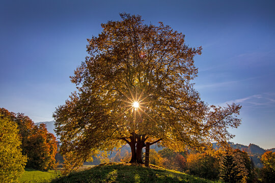 Allg&auml;u - Herbst - Sonnenuntergang - Baum - Gegenlicht