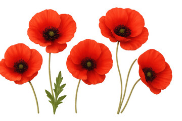 Obraz premium Red poppy flowers with green leaf, bright botanical elements, remembrance symbol, transparent background