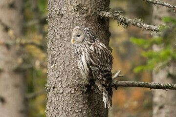 A long-tailed owl in its natural habitat  (Strix uralensis)