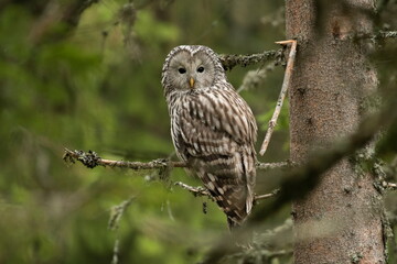 A long-tailed owl in its natural habitat  (Strix uralensis)