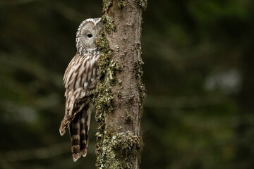 A long-tailed owl in its natural habitat  (Strix uralensis)