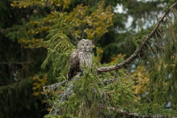 A long-tailed owl in its natural habitat  (Strix uralensis)