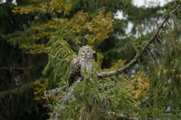 A long-tailed owl in its natural habitat  (Strix uralensis)