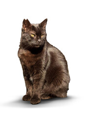 A photo of a black stray cat sitting gracefully on a transparent background, highlighting its sleek fur and mysterious charm in a clean, minimalist style.

