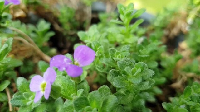 purple flowers in the garden