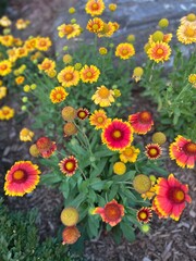 Bright blanketflowers on a beautiful autumn day