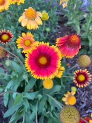 Bright blanketflowers on a beautiful autumn day