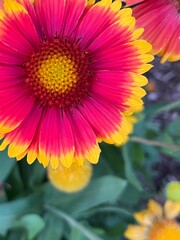 Bright blanketflowers on a beautiful autumn day
