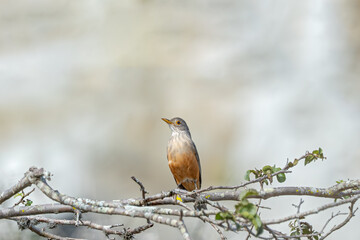 Sábia laranjeira (Turdus rufiventris) pousado em um galho no seu habitat natural