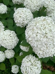 Beautiful white hydrangea blooms close up. Fresh floral texture with soft petals and green leaves. Perfect for botanical design, garden themes, or natural backgrounds.