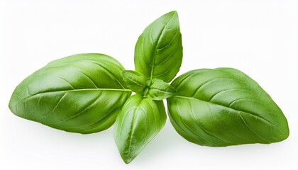 Fototapeta premium Basil Isolated On Transparent Background