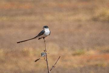 Tesourinha (Tyrannus savana) pousada sob um fundo desfocado olhando para a esquerda
