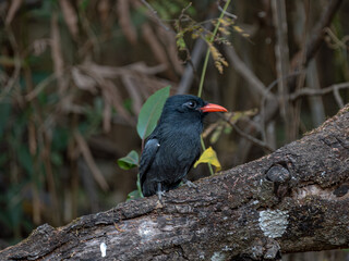 Chora chuva preto (Monasa nigrifrons) pousado em um tronco de &aacute;rvore