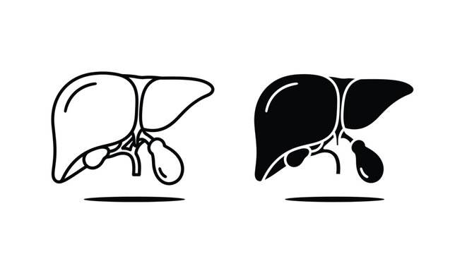 Liver Vector Hd