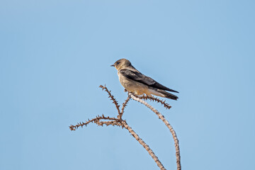 Andorinha serradora (Stelgidopteryx ruficollis) pousada em um galho sob um lindo céu azul