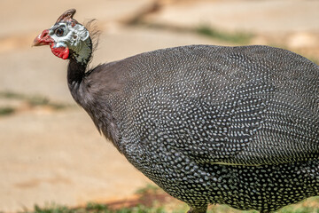 Galinha D'angola branca (Numida meleagris) em close-up com sua linda plumagem